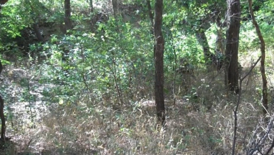 Šuma vojnik kamuflaža