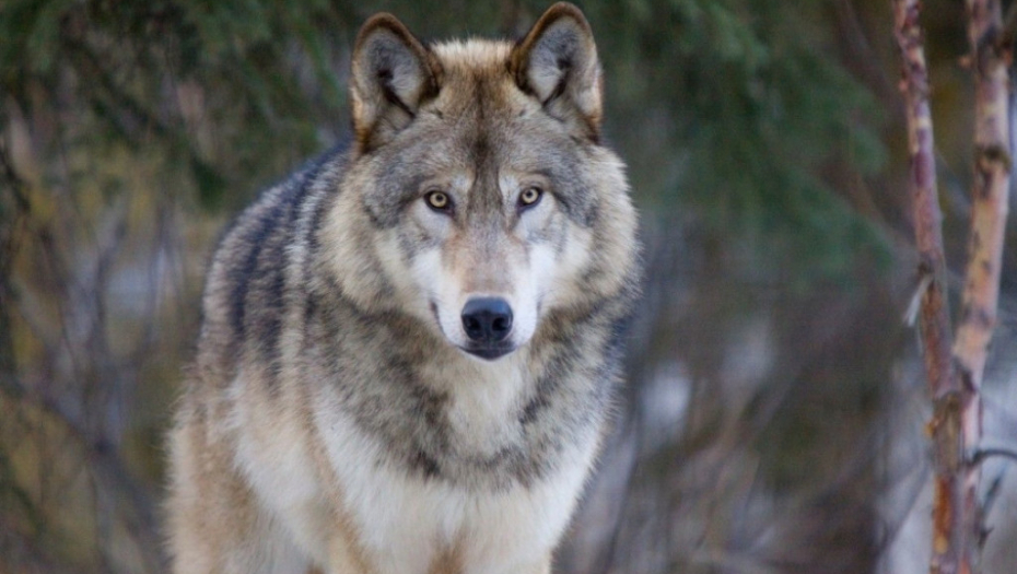 Vuk životinja vukovi