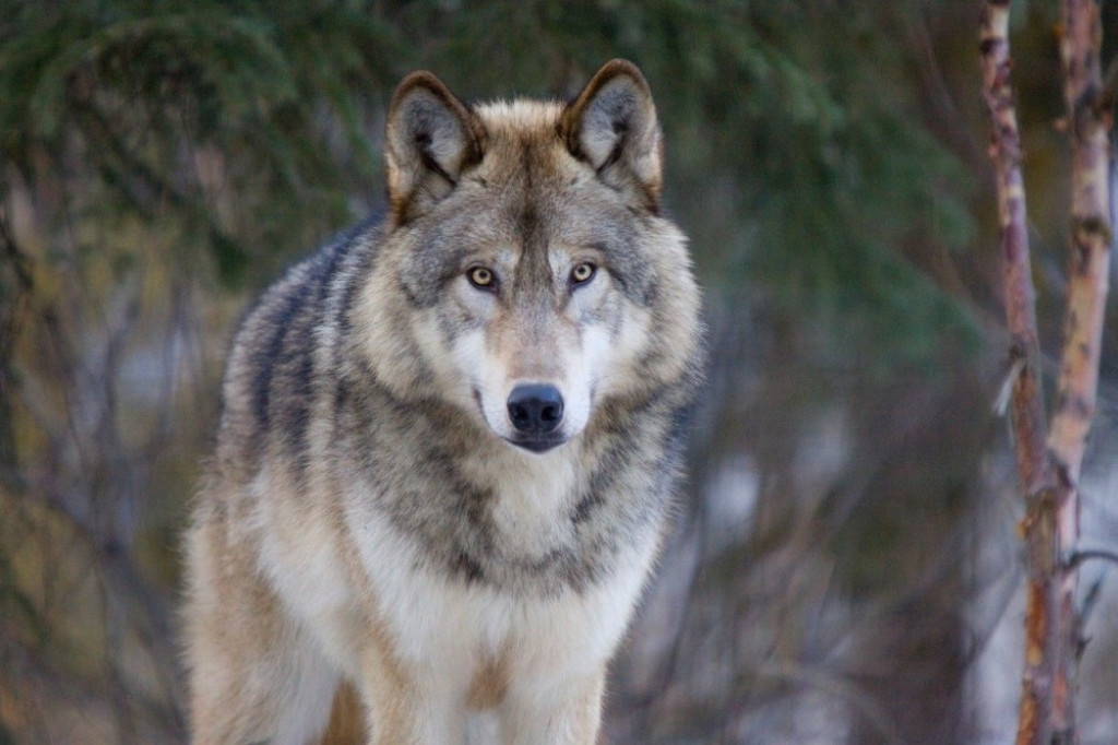 Vuk životinja vukovi