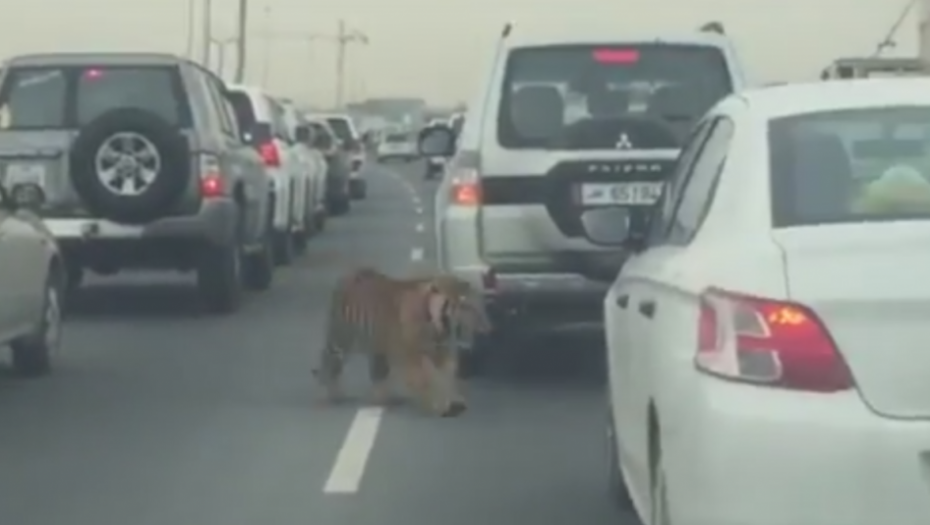 Tigar je zbunjeno lutao autoputem