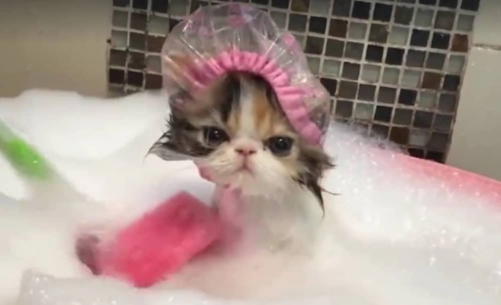 Kupanje mačke Mačka se kupa
