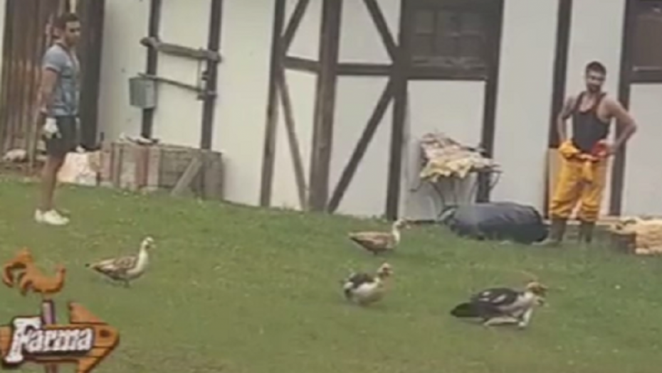 Gej patke na "Farmi"