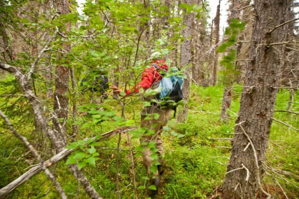 &scaron;uma džungla