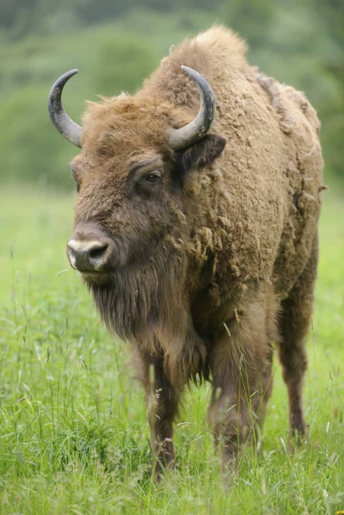 Bizon