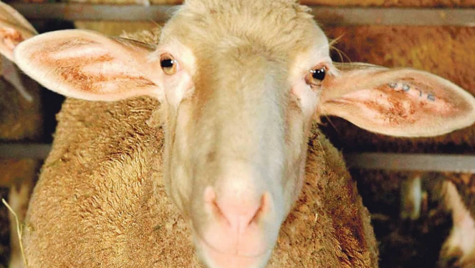 Odneli ovna teškog 80 kilograma