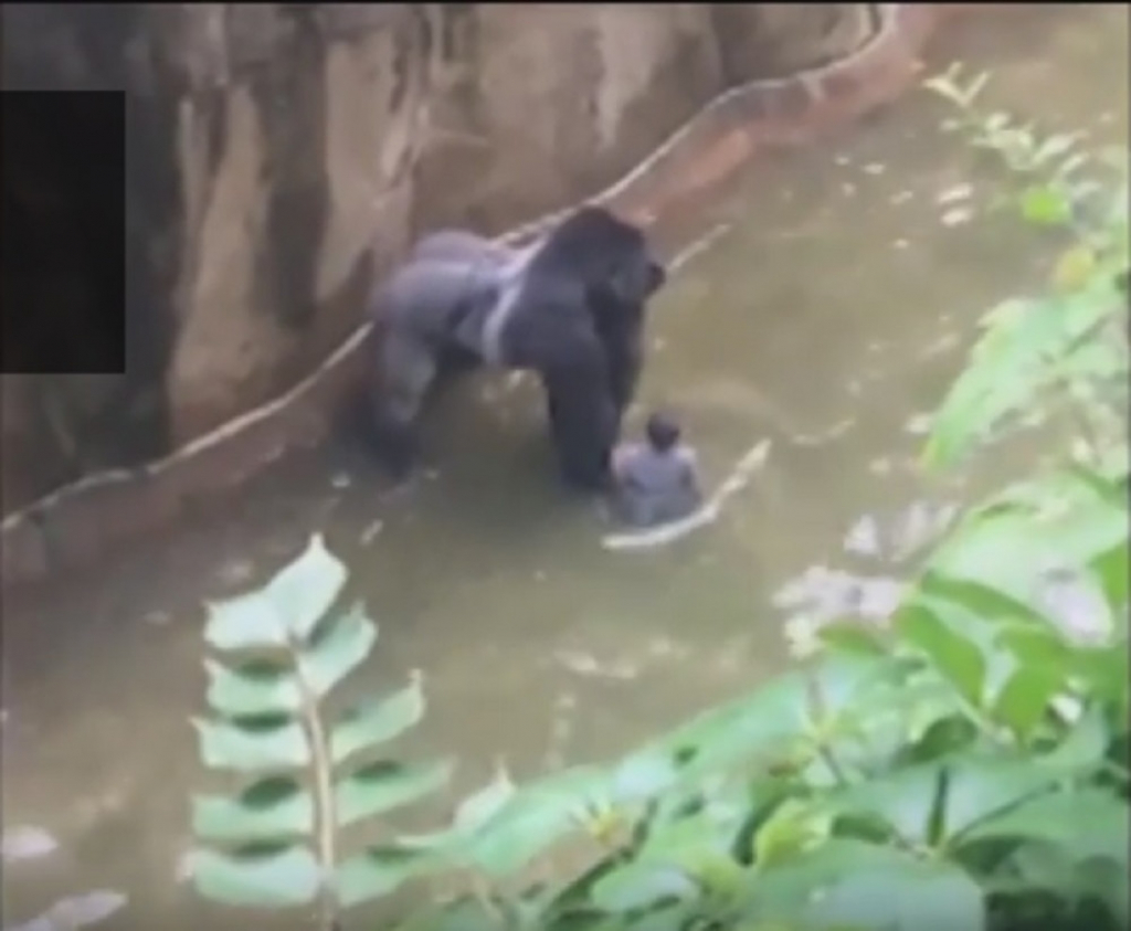 Gorila uhvatila dečaka