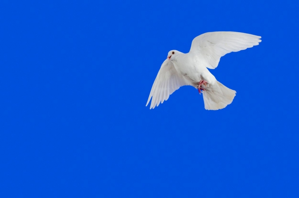 Beli golub golubica