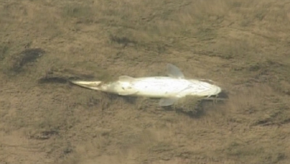 Pomor ribe u Kolubari