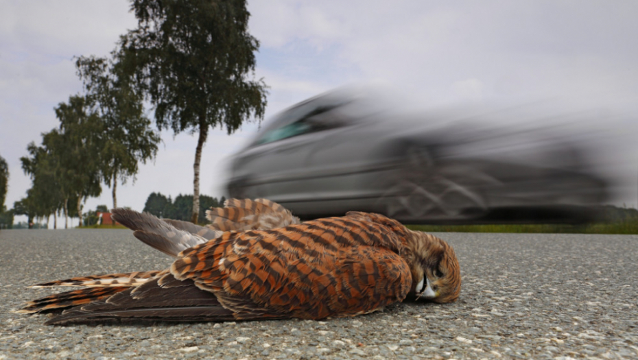 Mrtva ptica, ptice , autopmobil, udarac , put