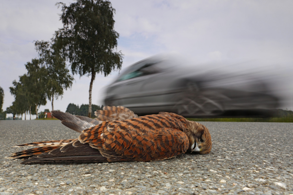 Mrtva ptica, ptice , autopmobil, udarac , put