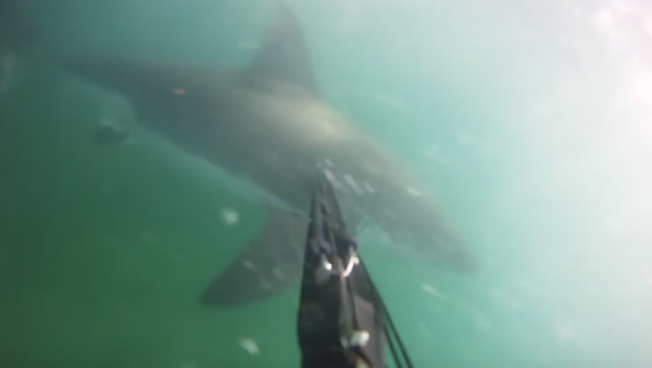 Napad ajkule u Santa Barbari