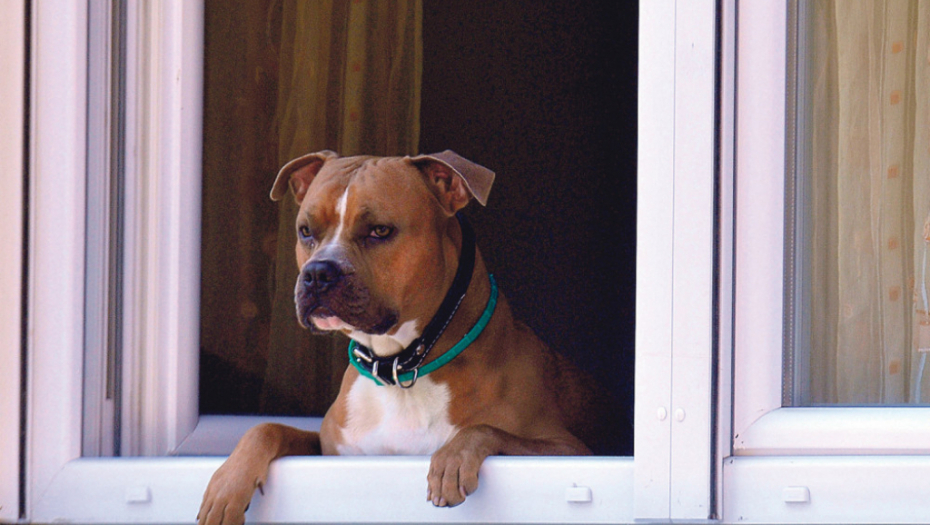 Policiji je prošle godine prijavljeno 20 krađa pasa