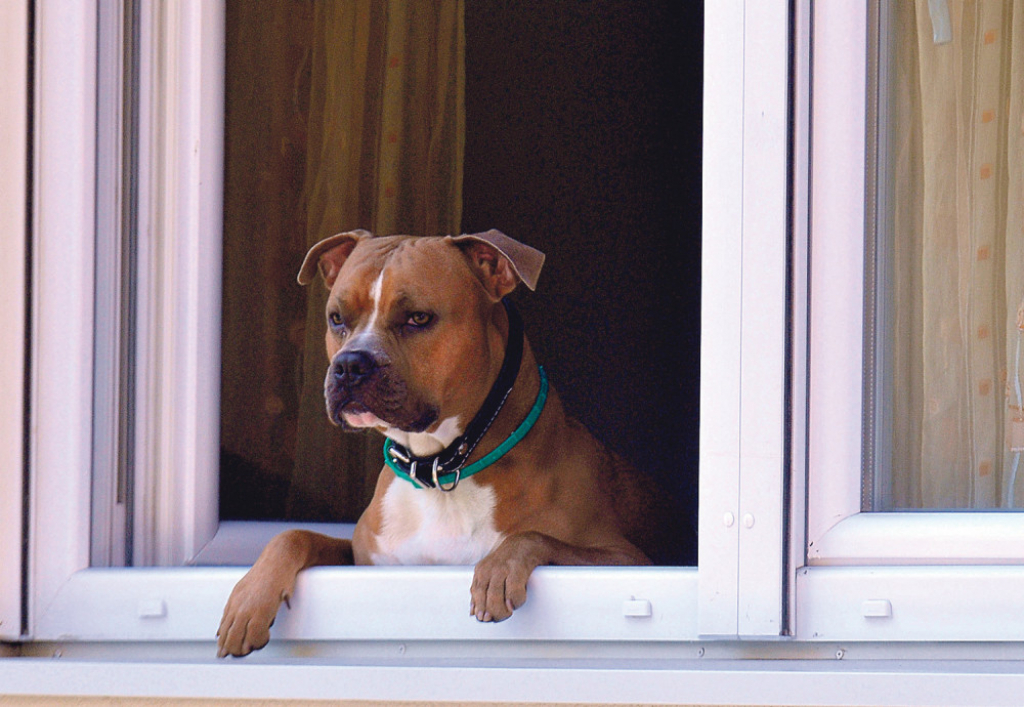 Policiji je pro&scaron;le godine prijavljeno 20 krađa pasa