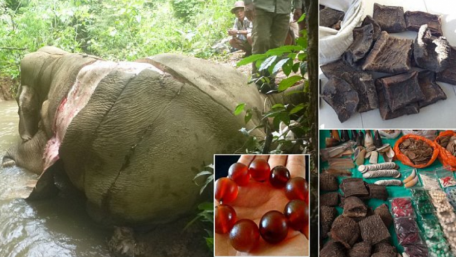 Nakit od slonove kože