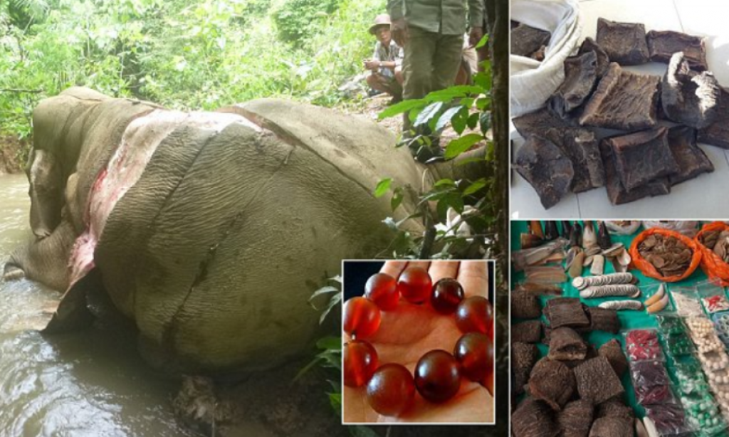 Nakit od slonove kože