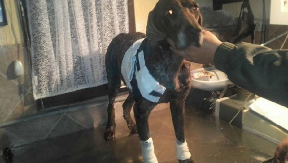 Pas je dobro, tvrde vlasnici