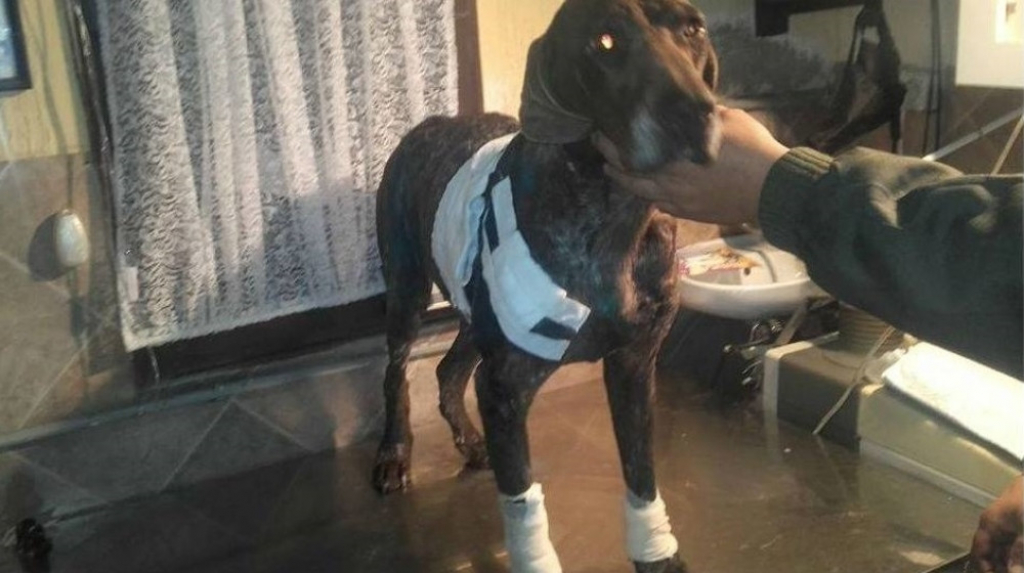 Pas je dobro, tvrde vlasnici