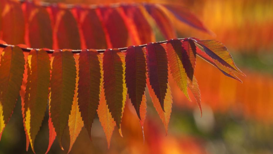 Jesen, vreme, vremenska prognoza