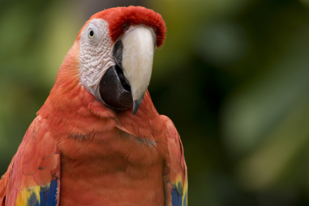 Papagaj ara