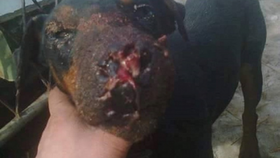 Zlostavljanje životinja