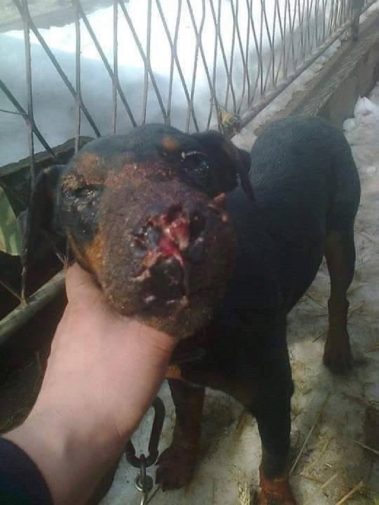 Zlostavljanje životinja