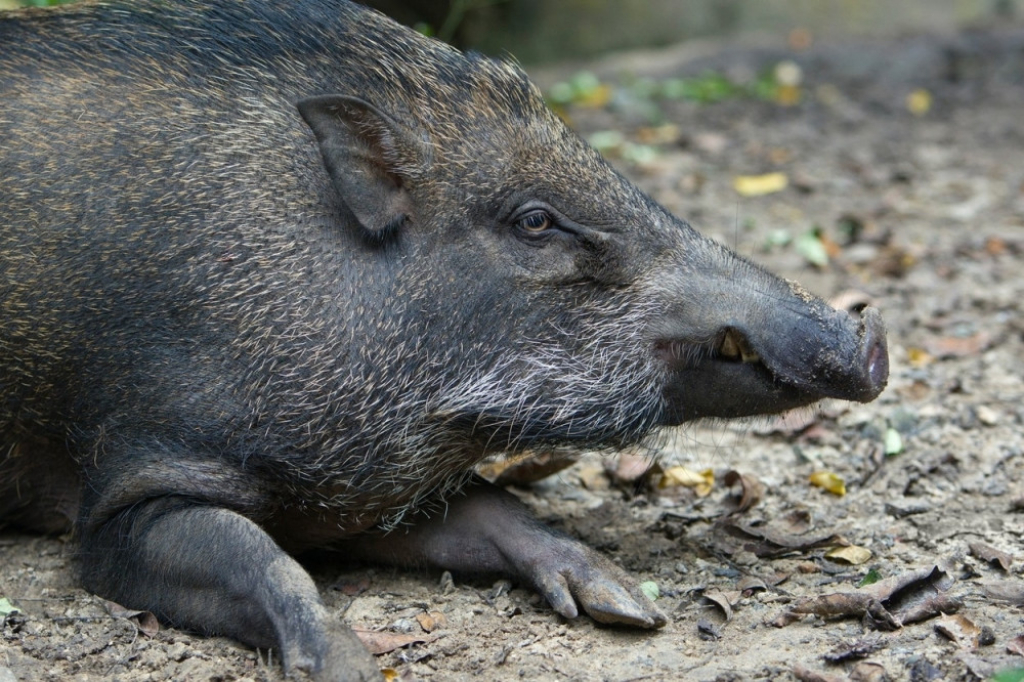 Divlja svinja