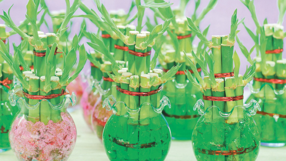 Ova biljka ima minimalne zahteve kada  je reč o održavanju