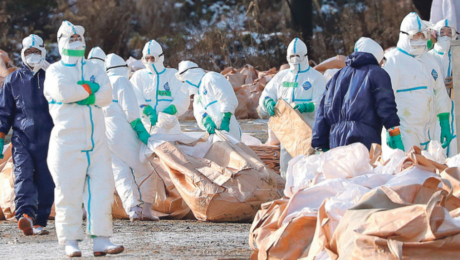 Uginulo šest labudova kod Koviljskog rita