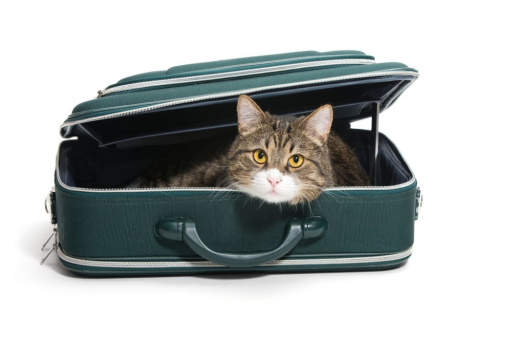 Mačka u torbi