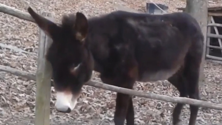 Pametni magarac Oreste