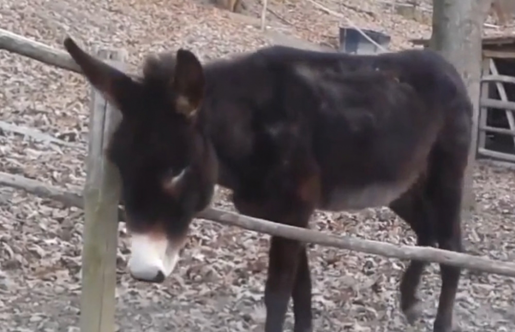 Pametni magarac Oreste