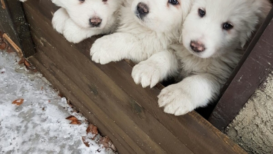 Imali su mnogo sreće