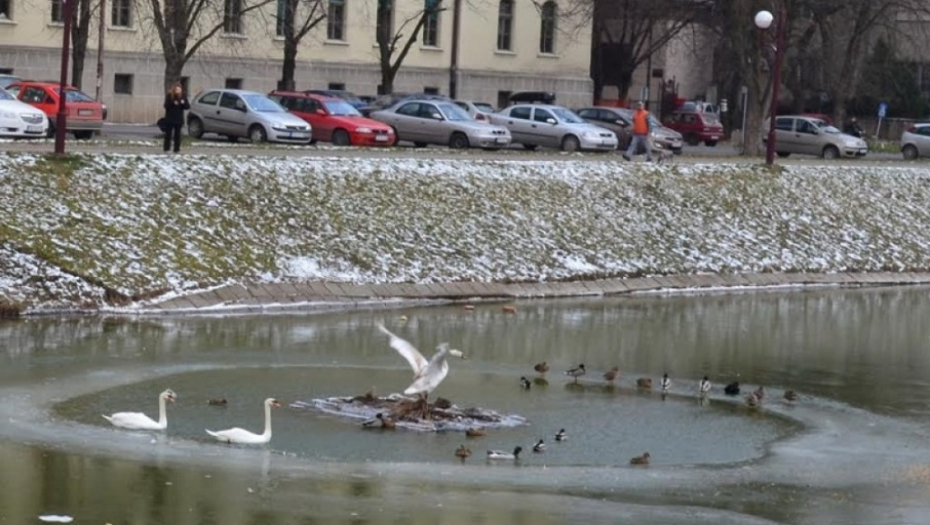 Zrenjanin, ptičji grip