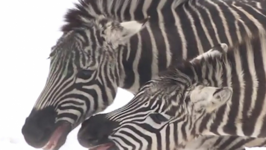 Zebre u Beo zoo-vrtu