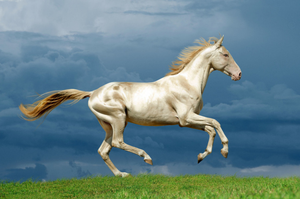 Akhal-teke konj