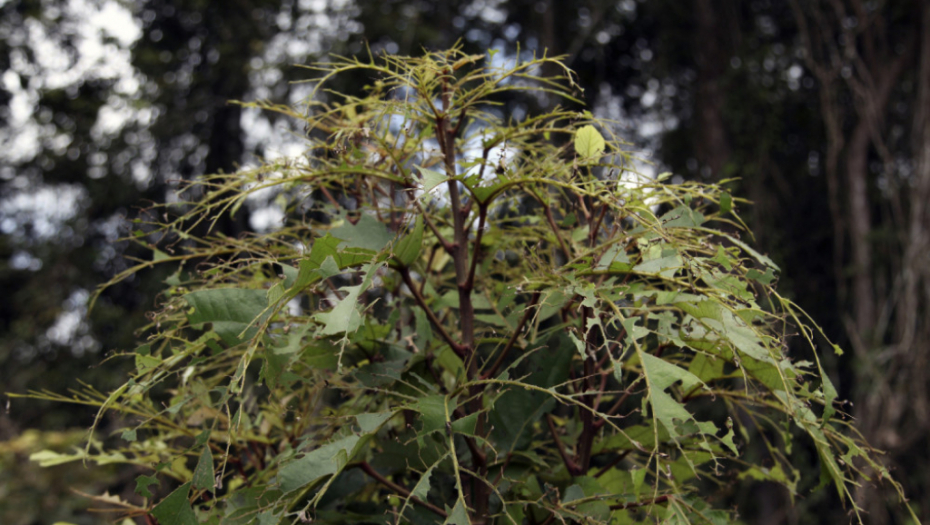Gusenice opustošile Afriku