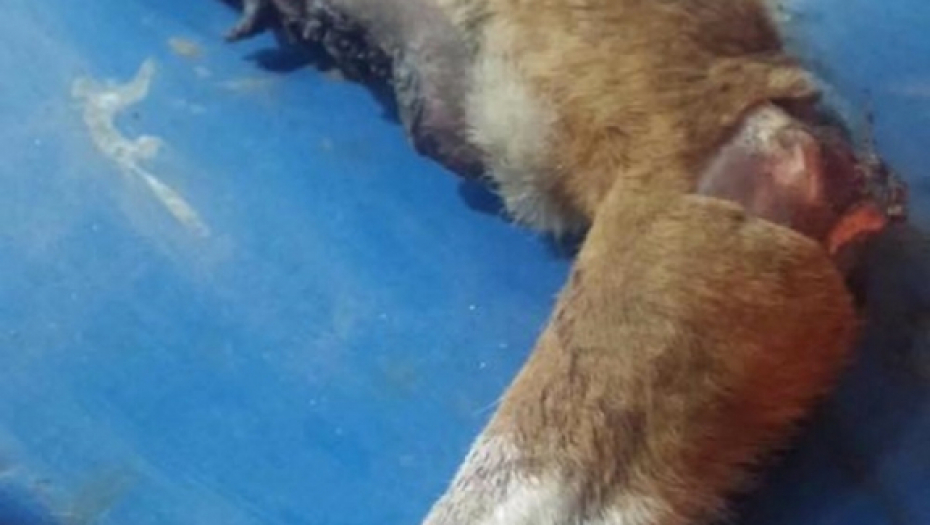 Odsečena pseća noga