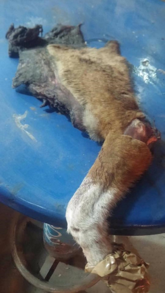 Odsečena pseća noga