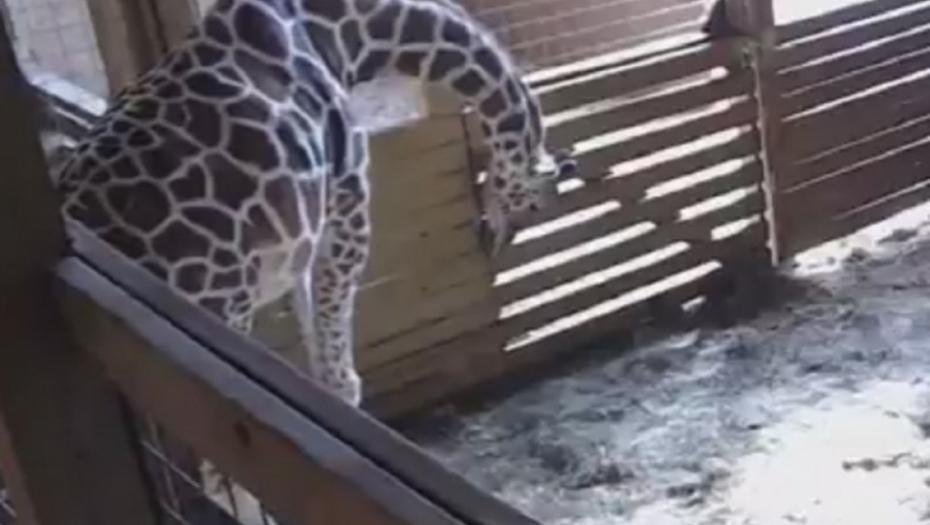 Porođaj žirafe sadrži golotinju?