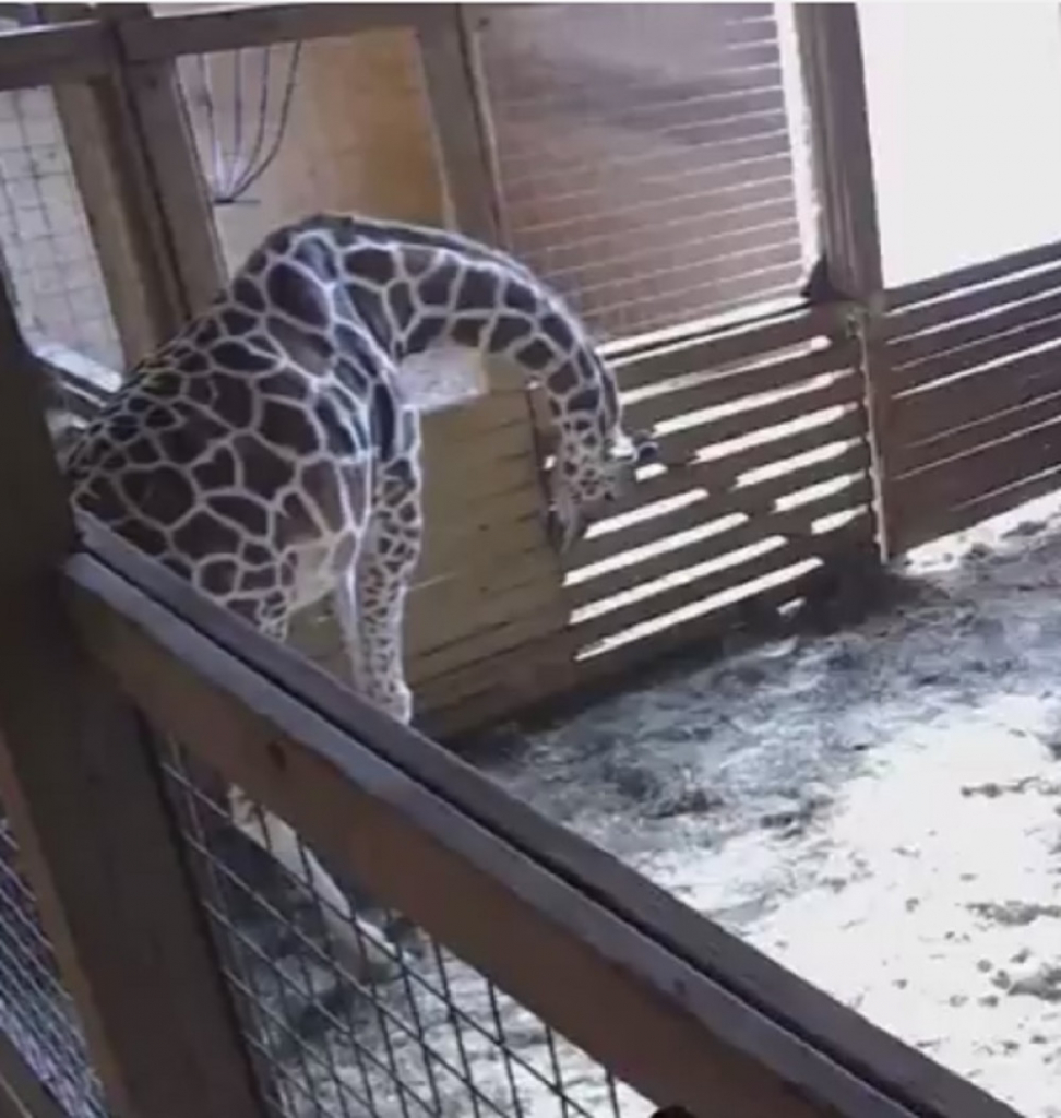 Porođaj žirafe sadrži golotinju?