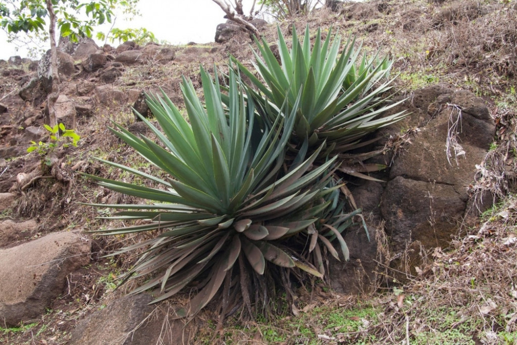 Agava biljka pustinja meksiko zemlja priroda