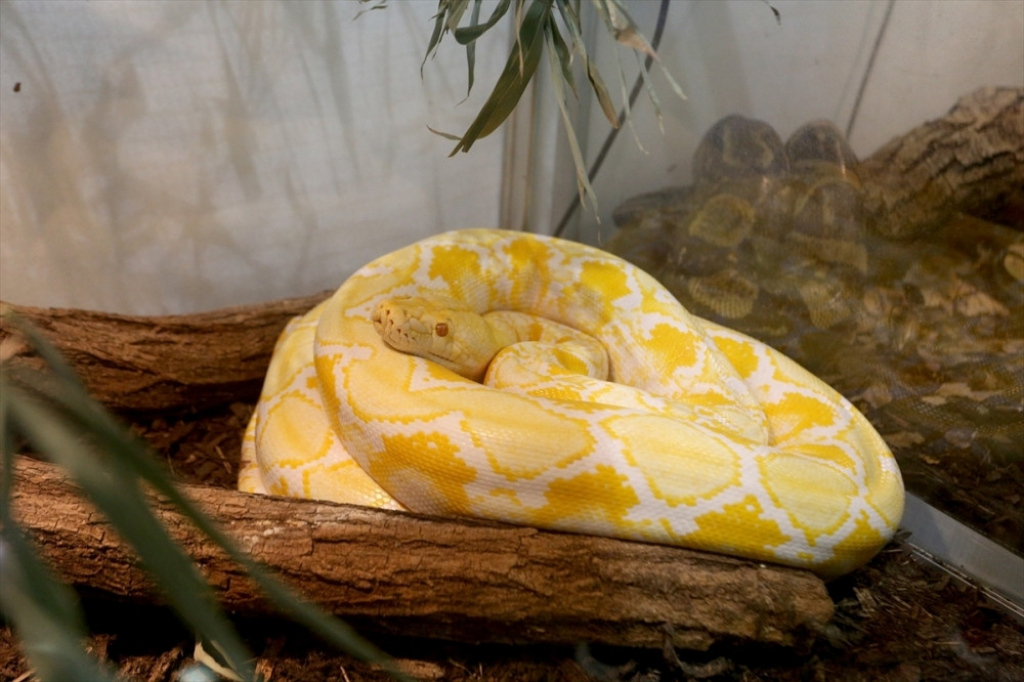 Izložba najotrovnijih zmija na svetu