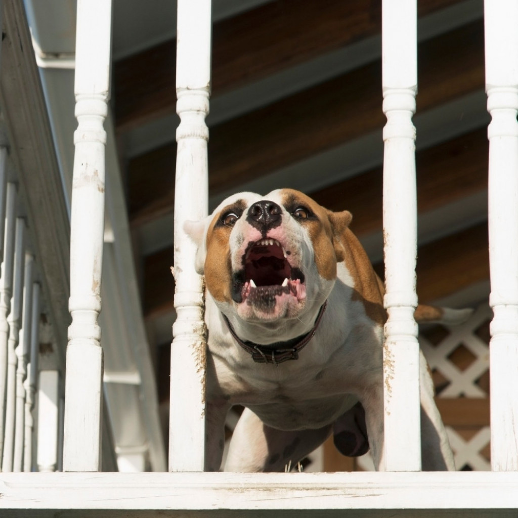 Pit bul pas besan pas