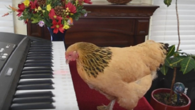 Koka svira klavir