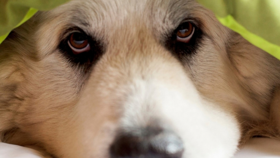 Pas ispod ćebeta krevet