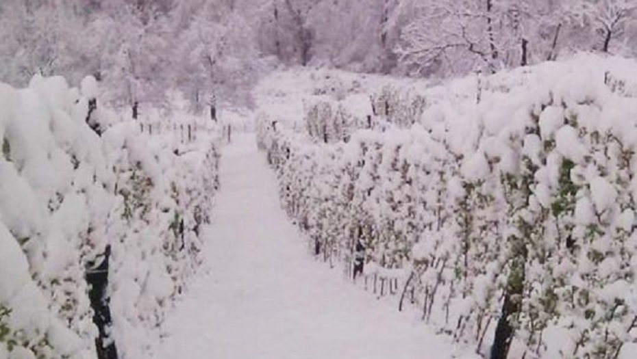 Ivanjica maline sneg