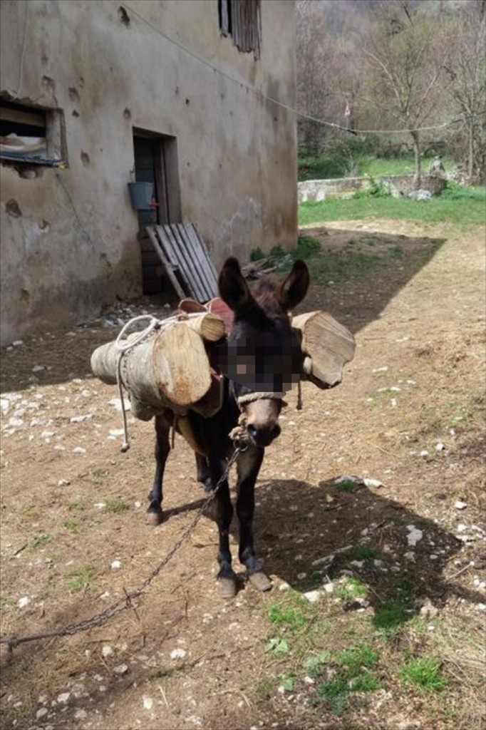 Magarac dresiran da krade drva