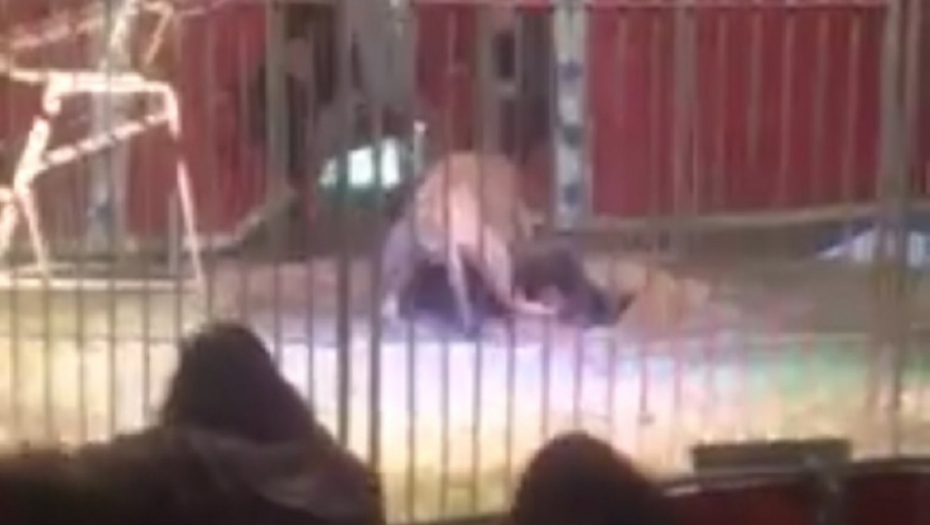 Lav napao trenera u cirkusu