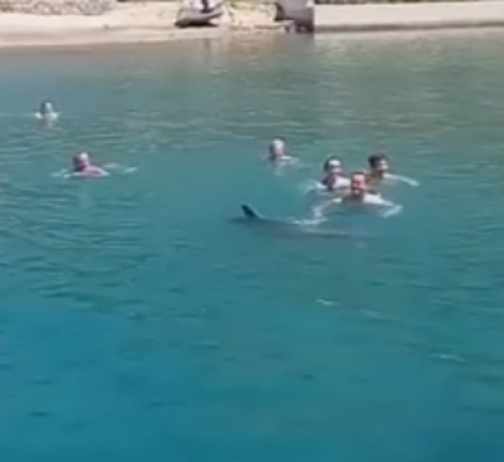 Kušače posetio delfin
