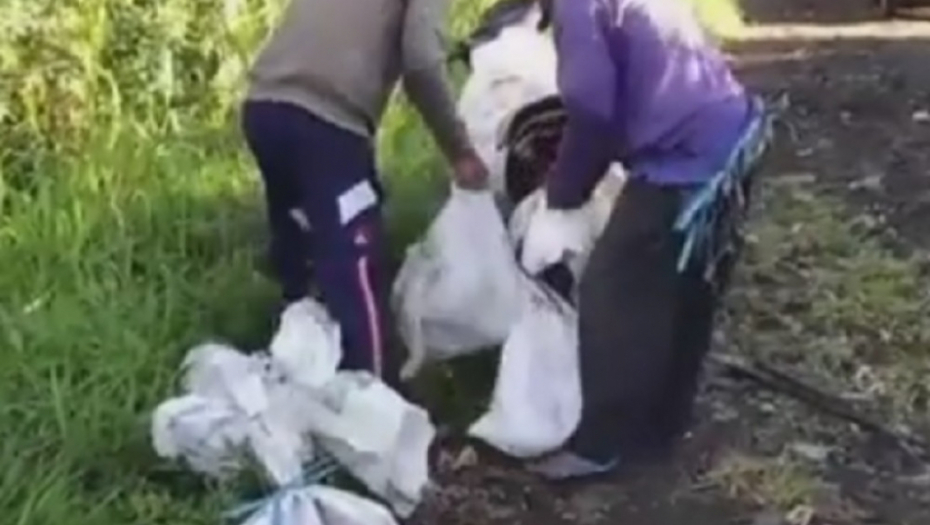 Porobljavaju pse, a onda ih kolju